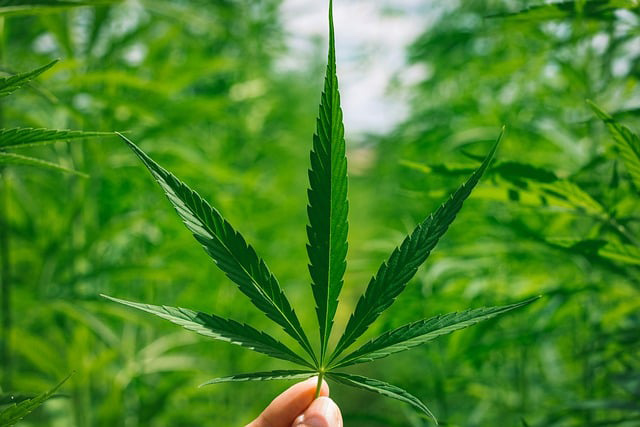 hoja de marihuana