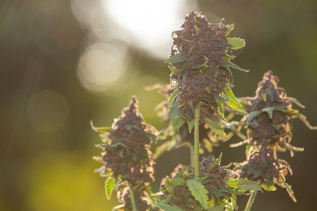 engordar cogollos de marihuana